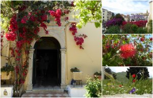 Korfu - wyspa pełna kwiatów