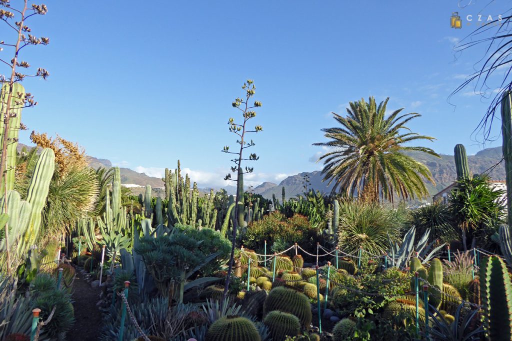 Ogród kaktusów przy restauracji La Ganana