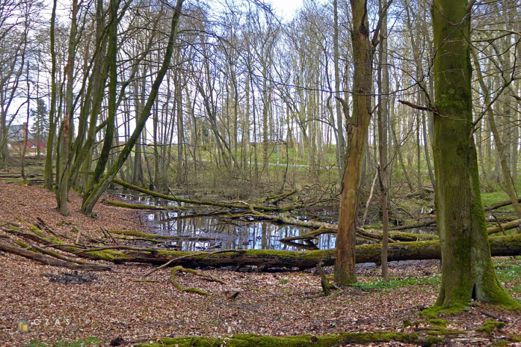 Las bukowy w Parku Narodowym Jasmund