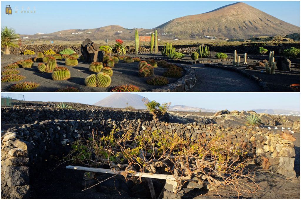 Winnica "El Grifo" - ogródek kaktusowy / winorośl w charakterystycznym zagłębieniu