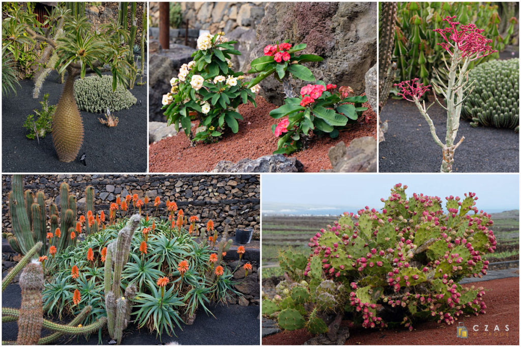 Jardin de Cactus - przykłady różnorodnej flory