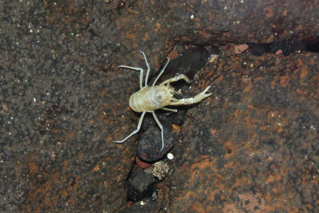 Endemiczny mieszkaniec jeziorka w Jameos del Agua - Munidopsis polymorpha (źródło: Wikipedia)