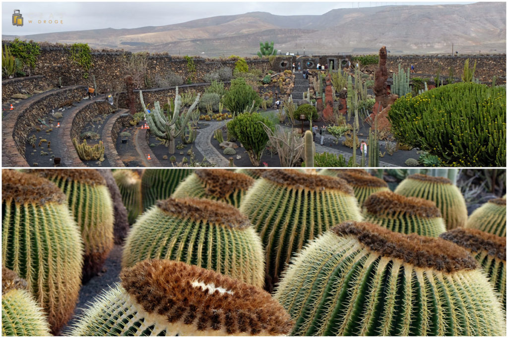 Jardin de Cactus