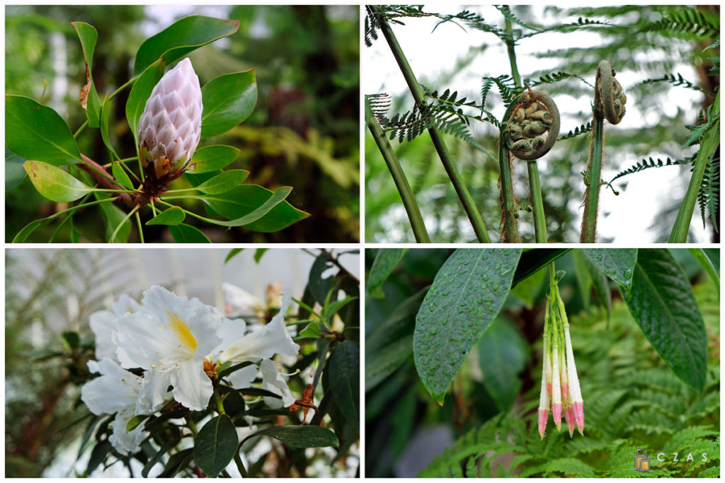 Kilka okazów rosnącyh w ogrodach botanicznych